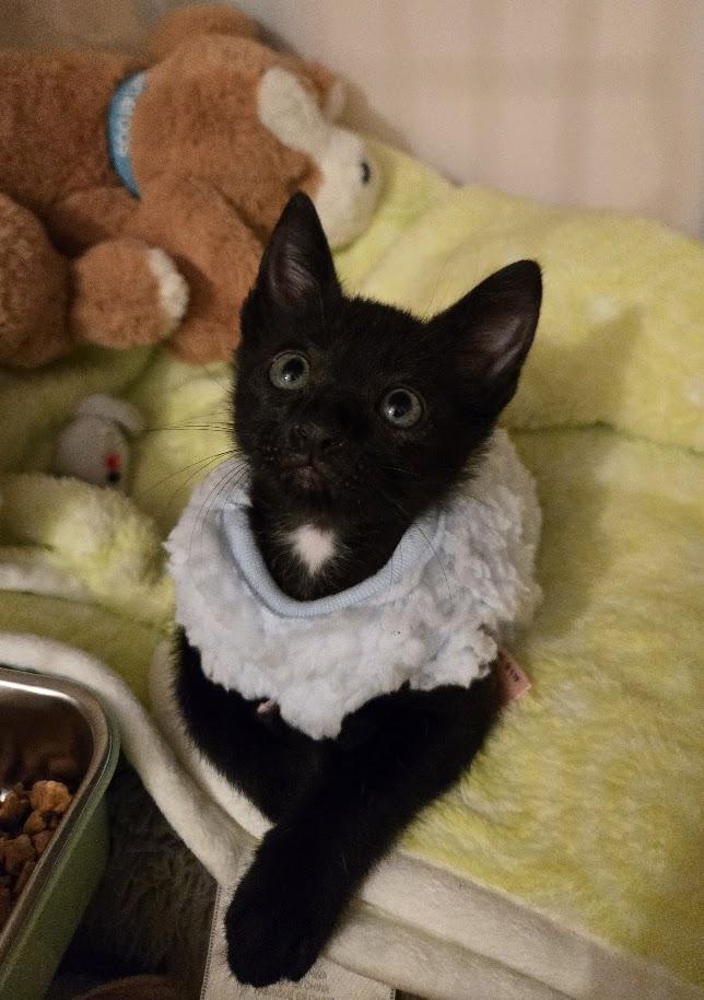 Enlarge Wally, a ADOPTABLE Domestic Short Hair in Miami Beach, FL image 3/4