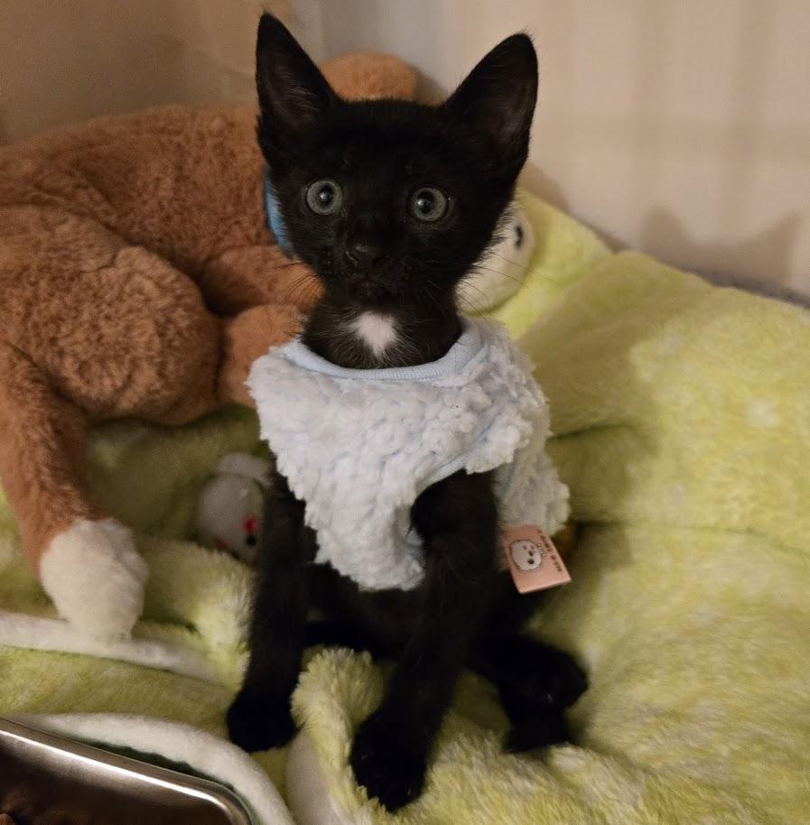 Wally, ADOPTABLE, Kitten Female Domestic Short Hair.