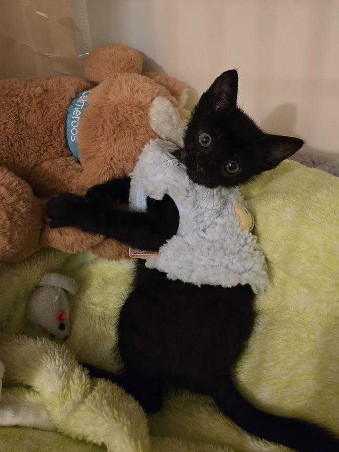 Enlarge Wally, a ADOPTABLE Domestic Short Hair in Miami Beach, FL image 4/4