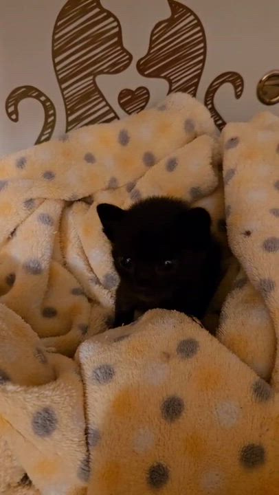 Enlarge Wally, a ADOPTABLE Domestic Short Hair in Miami Beach, FL video 1/4