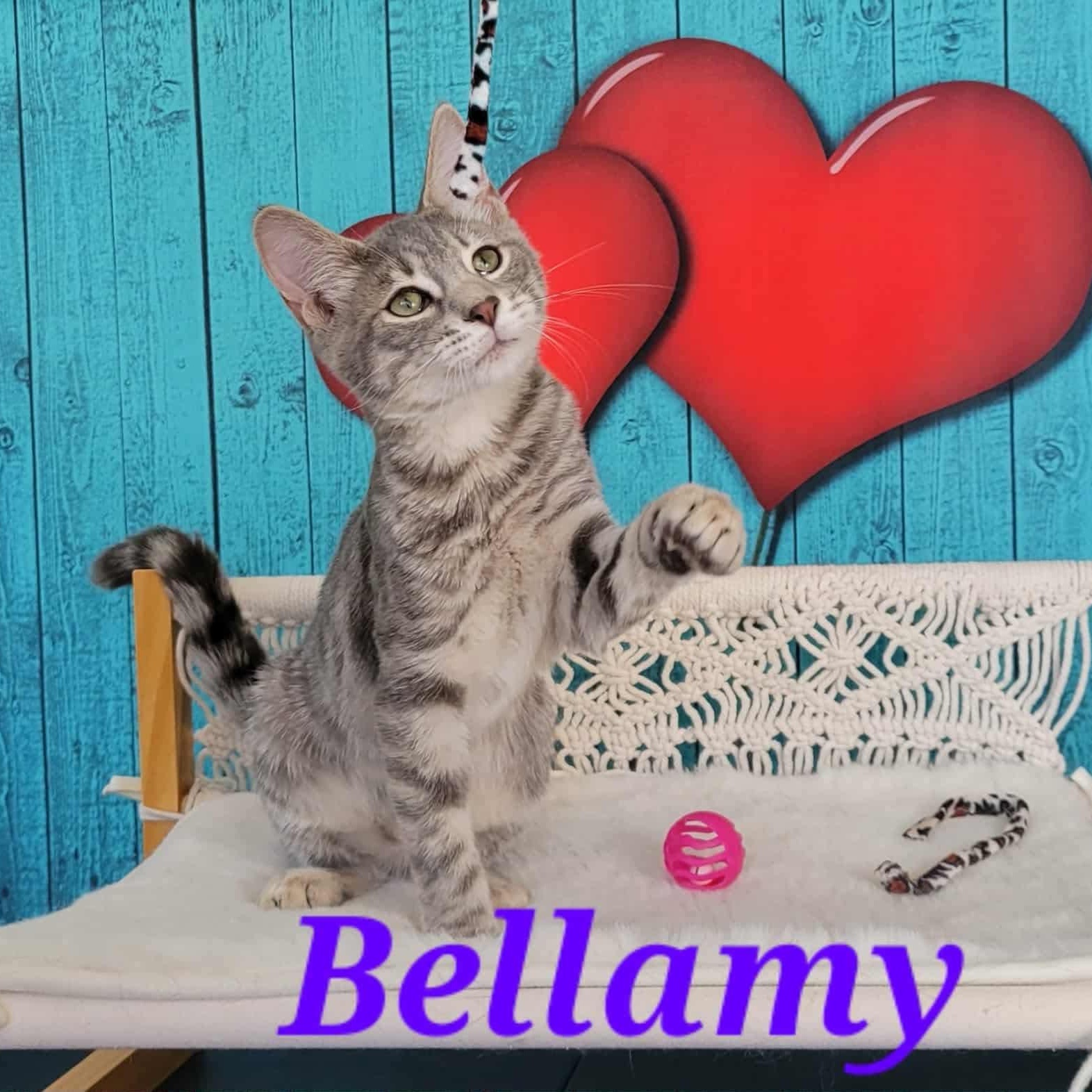 Bellamy