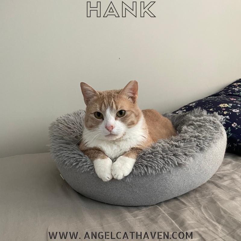 Hank, a Adoptable Domestic Short Hair in Plainville, MA image 1/4