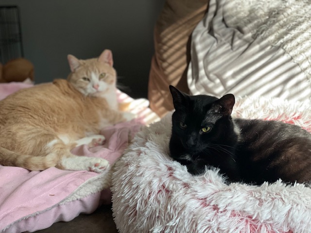 Hank, a Adoptable Domestic Short Hair in Plainville, MA image 2/4