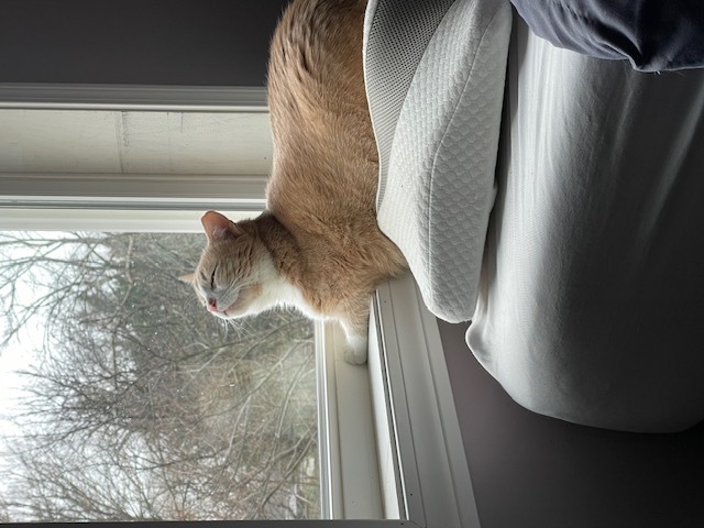 Hank, a Adoptable Domestic Short Hair in Plainville, MA image 3/4