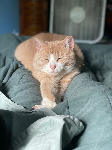 Hank, a Adoptable Domestic Short Hair in Plainville, MA image 4/4