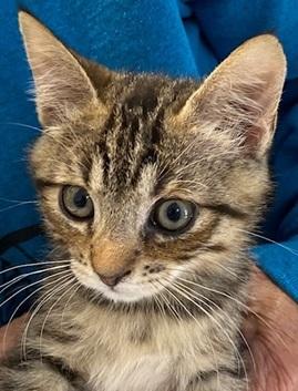 Tripp, an adopted Domestic Short Hair in Ocean Isle Beach, NC image 1/2