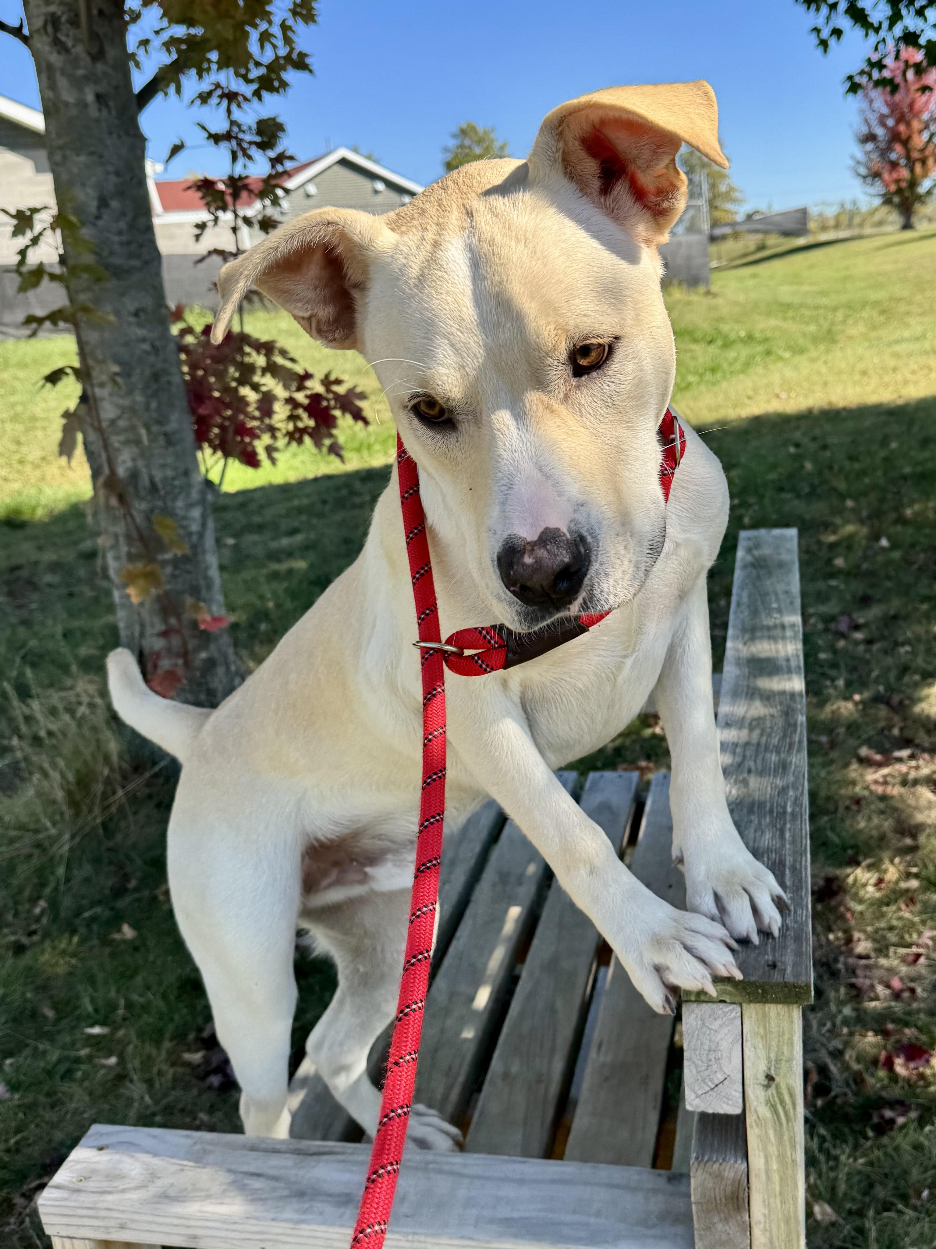 Enlarge Joey, a Adoptable mixed breed in St. Joseph, MI image 1/1