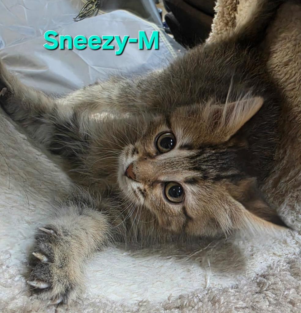 Enlarge Sneezy, a Adopted Domestic Short Hair in Cloquet, MN image 1/1