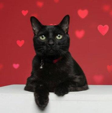 Augustus, Adoptable, Young Male Domestic Short Hair.