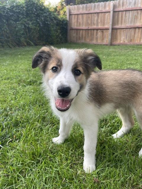 **KENZO**, Adoptable, Puppy Male Australian Shepherd & Great Pyrenees.