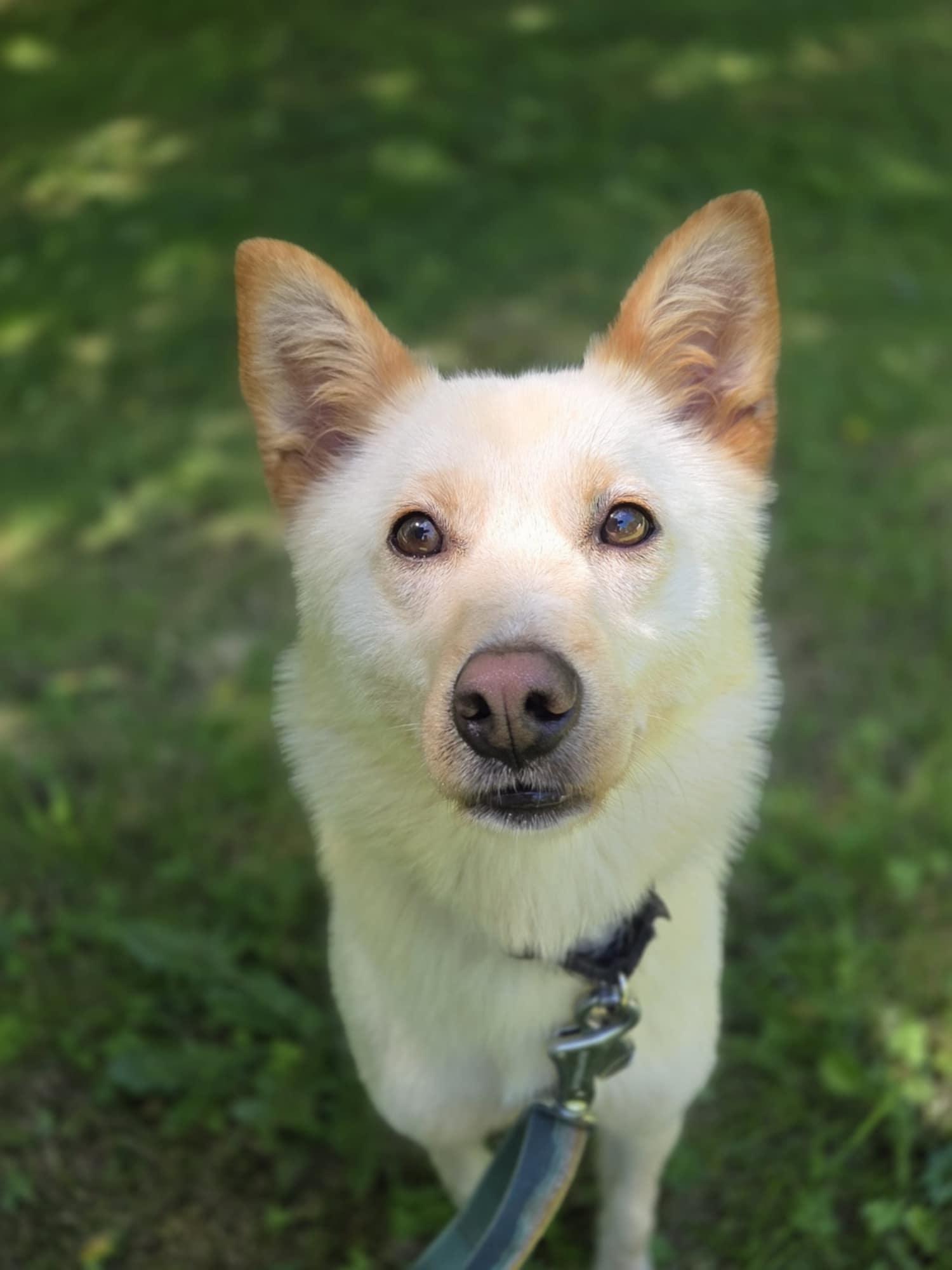 Lena-25 lbs. of love.