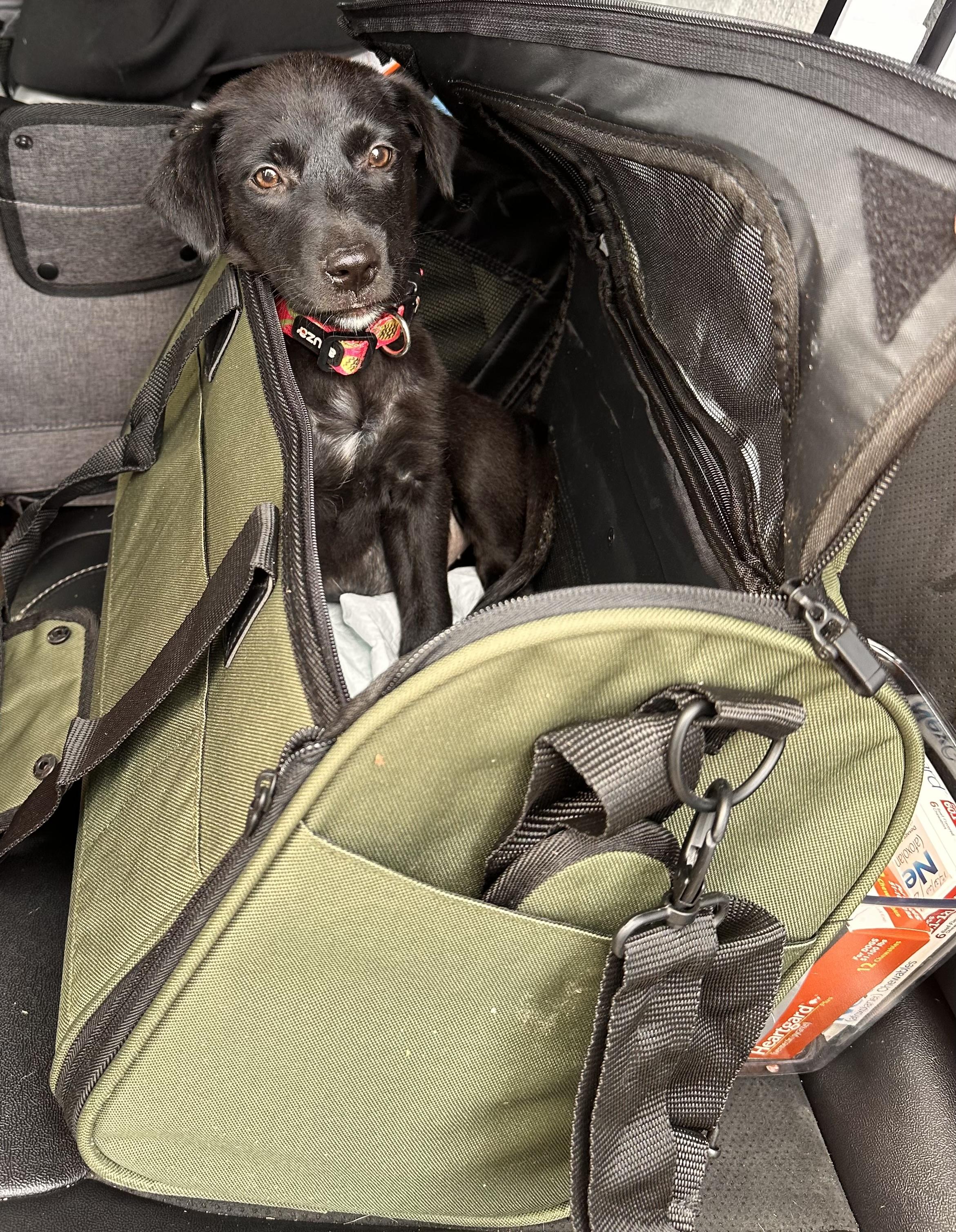 Enlarge Butterbean - An Old Soul Puppy!, an adopted mixed breed in VERNON, NJ image 3/4