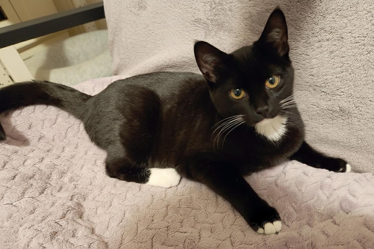 Enlarge Annie, a Adoptable Domestic Short Hair in Anacortes, WA image 2/2