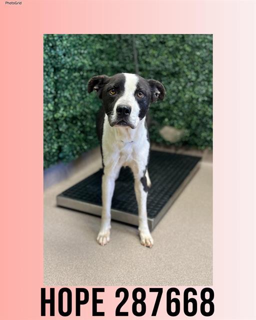 HOPE, Adoptable, Adult Female Mixed Breed.