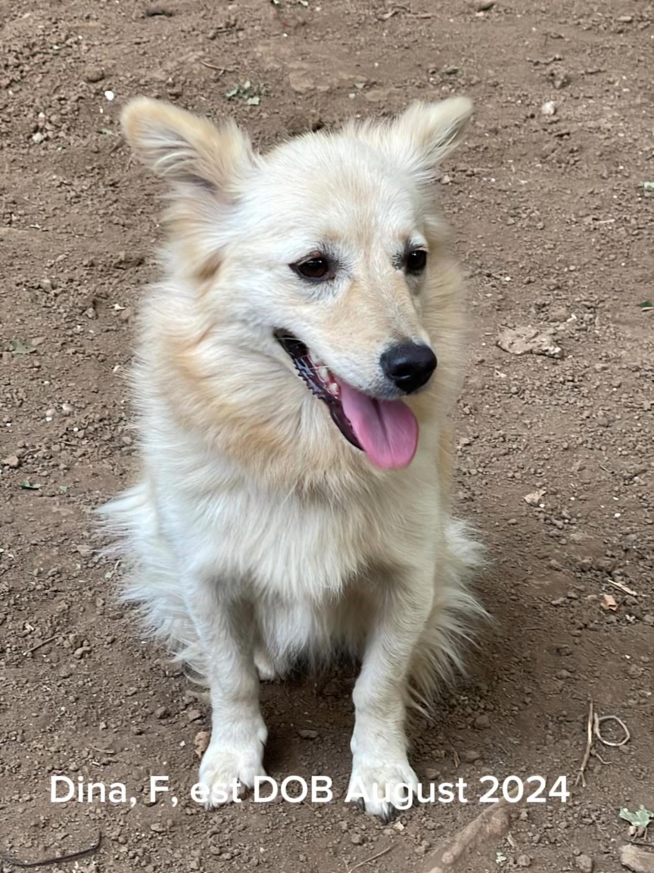 Dina