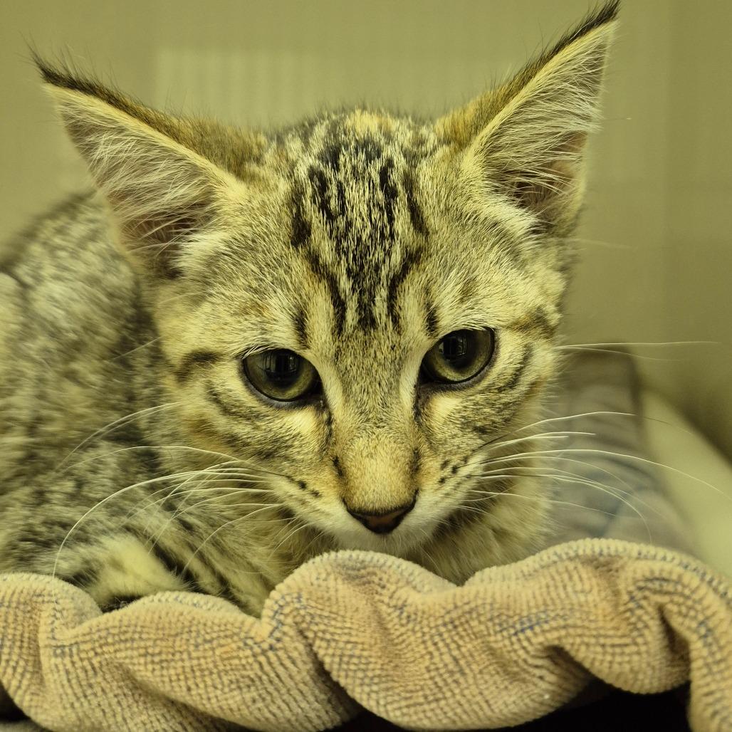 Enlarge Molly Malone, a Adoptable Domestic Short Hair in Drumheller, AB image 1/2