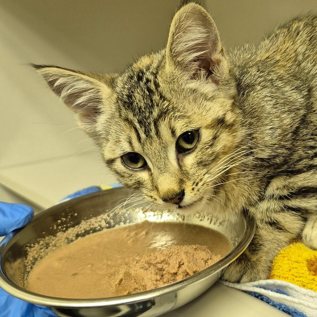 Enlarge Molly Malone, a Adoptable Domestic Short Hair in Drumheller, AB image 2/2