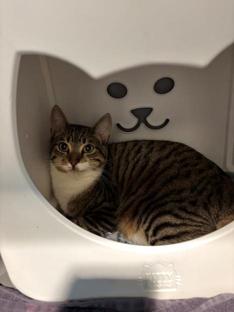 Enlarge TOOT, a Adoptable Domestic Short Hair in Leesburg, VA image 1/1