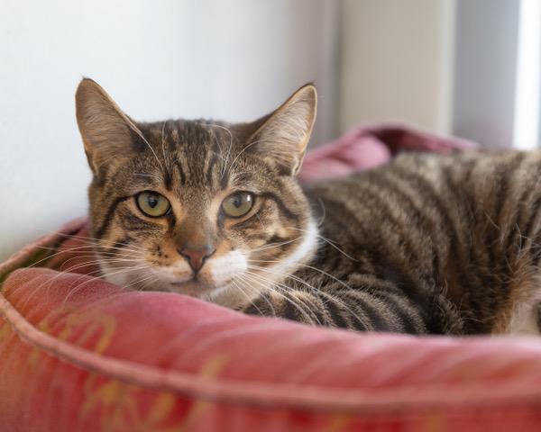 TOOT, Adoptable, Young Male Domestic Short Hair.