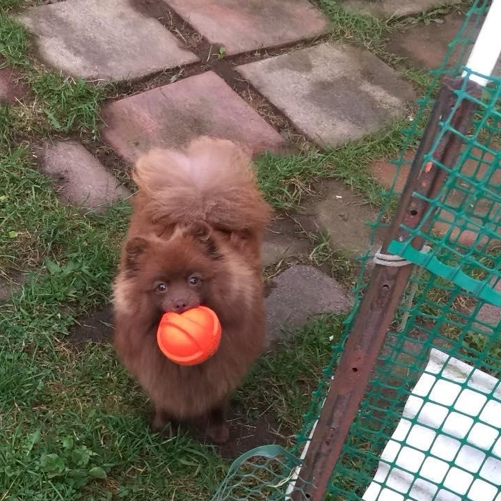 Enlarge Reba, an adopted Pomeranian in Rochester, NY image 2/3