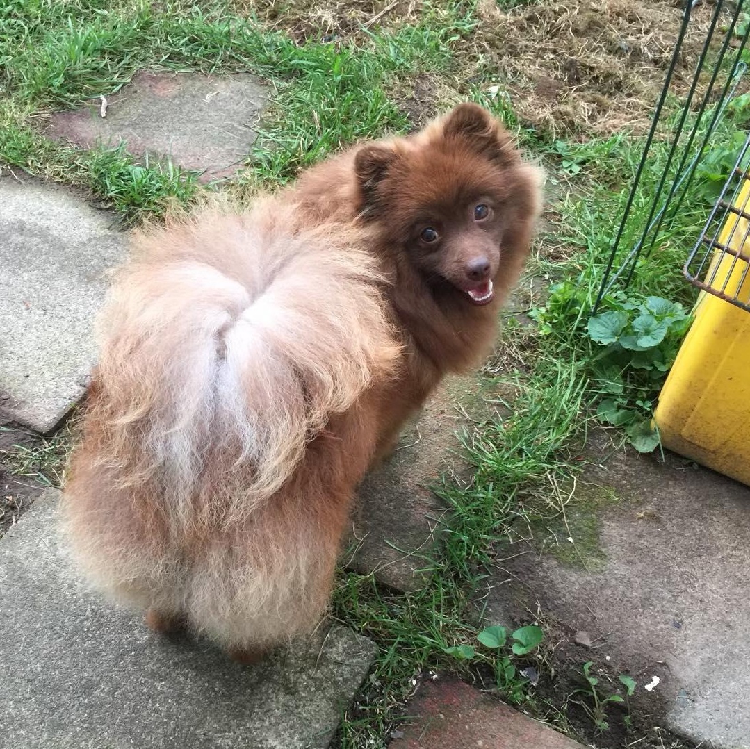 Reba, adopted, Adult Male Pomeranian.