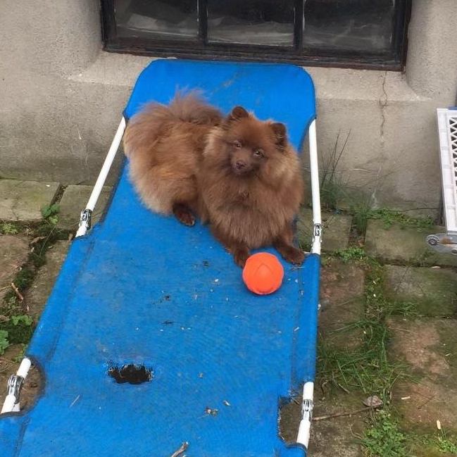 Enlarge Reba, an adopted Pomeranian in Rochester, NY image 3/3