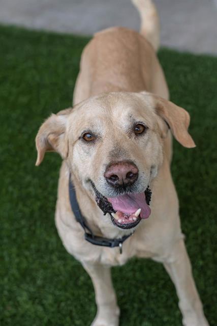 Enlarge KROGER, a Adoptable mixed breed in Baytown, TX image 1/1