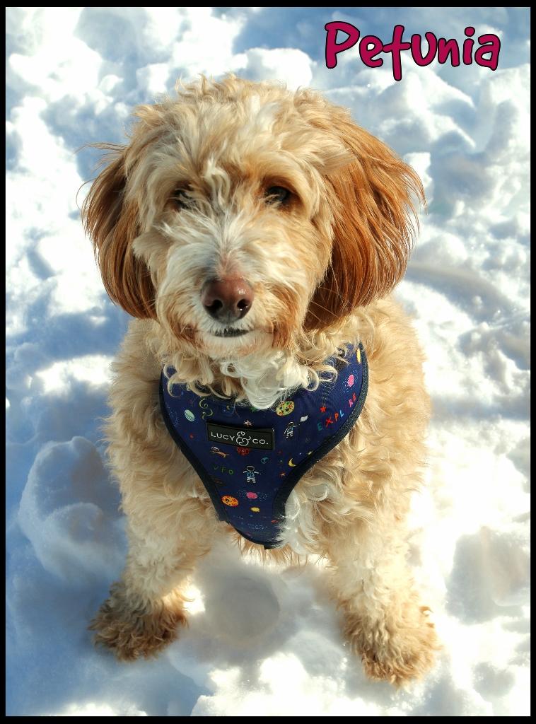 Enlarge Petunia, an adopted mixed breed in Shippenville, PA image 2/6