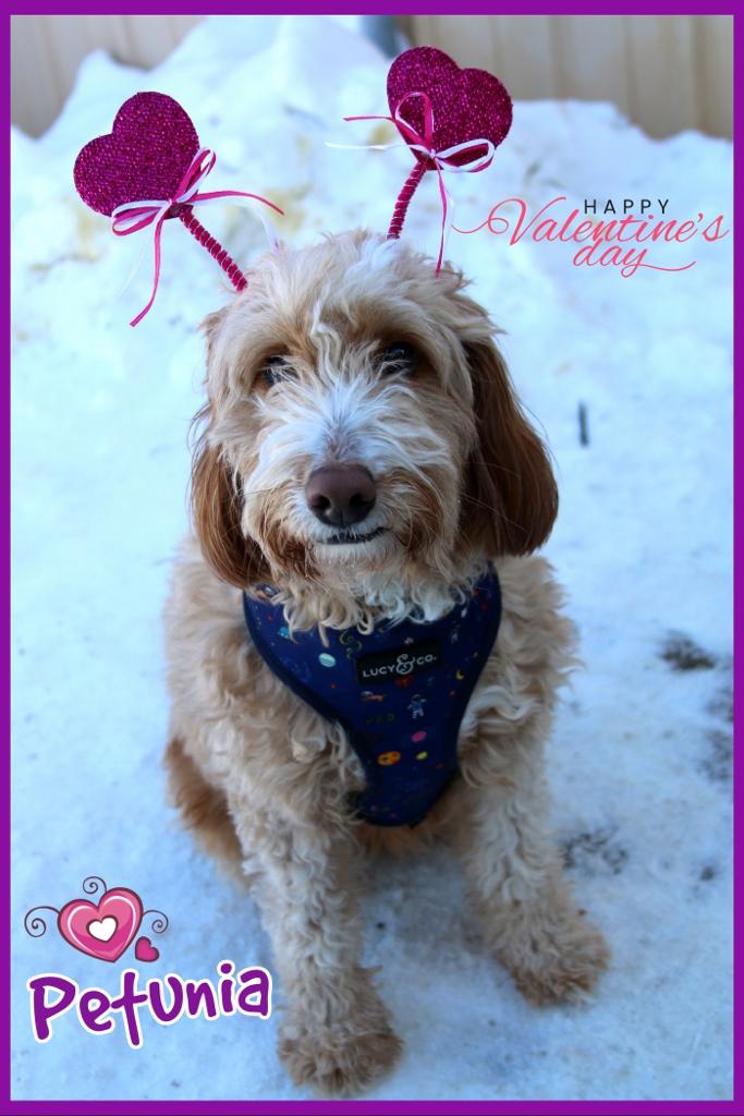 Enlarge Petunia, an adopted mixed breed in Shippenville, PA image 6/6