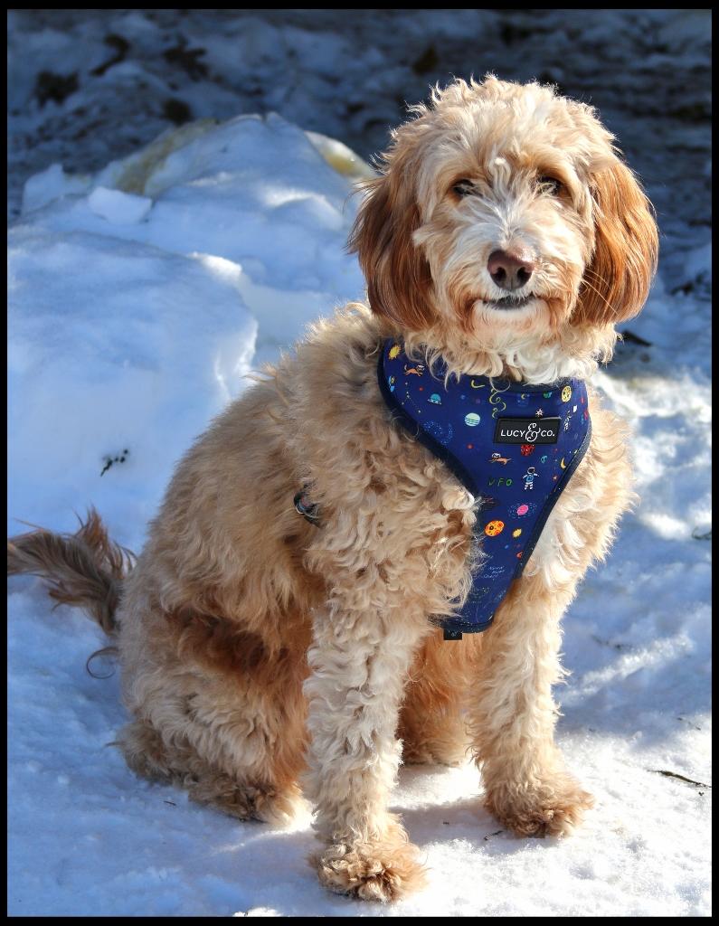 Enlarge Petunia, an adopted mixed breed in Shippenville, PA image 5/6