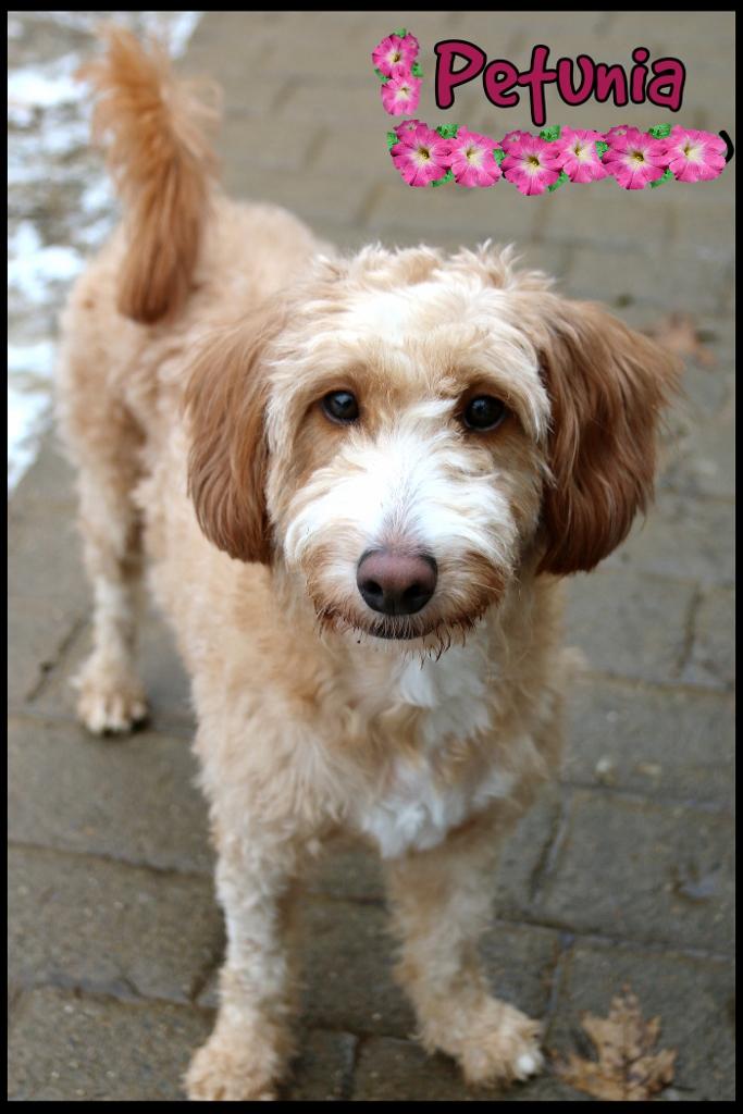 Enlarge Petunia, an adopted mixed breed in Shippenville, PA image 1/6