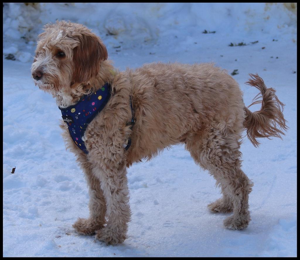 Enlarge Petunia, an adopted mixed breed in Shippenville, PA image 4/6