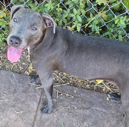 Sleepy, Adoptable, Adult Female Mixed Breed & Mixed Breed.