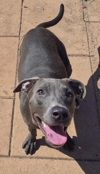 Enlarge Sleepy, a Adoptable mixed breed in Shreveport, LA image 2/2