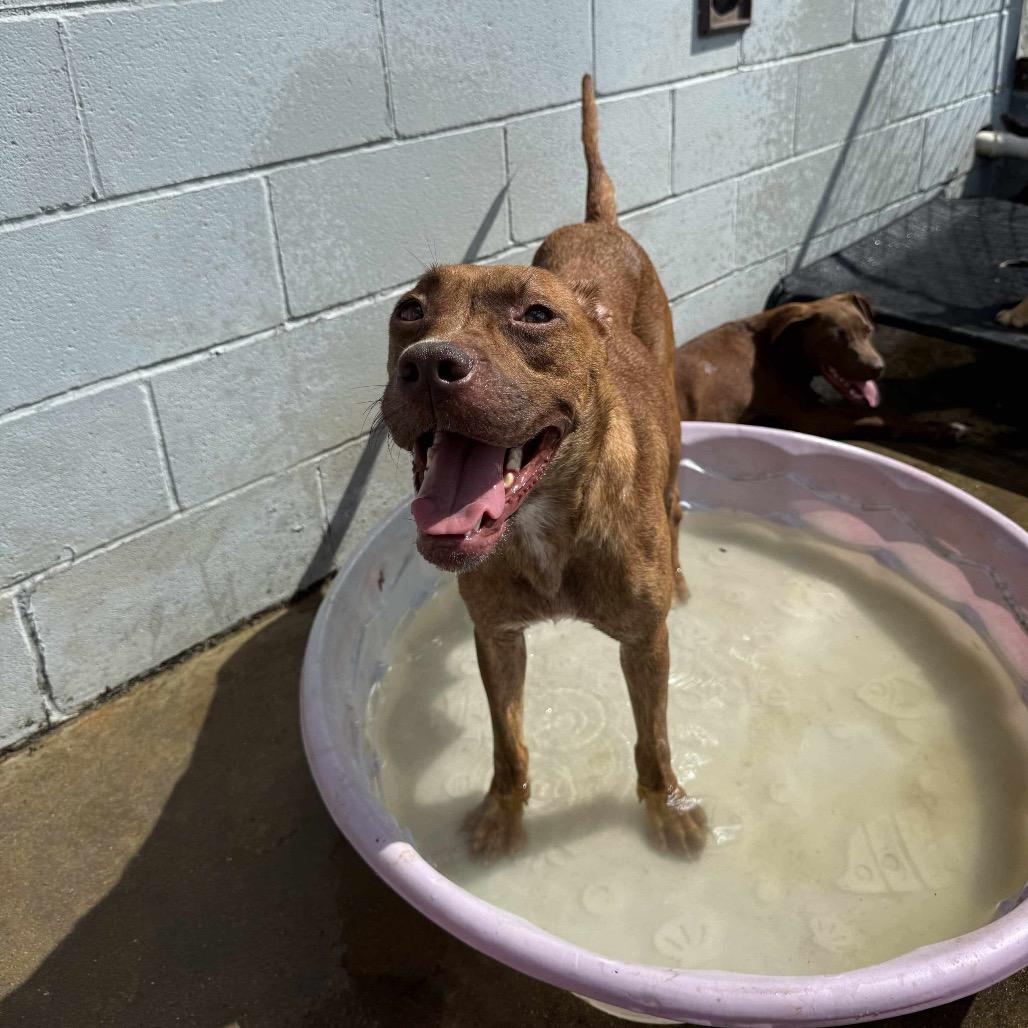 Enlarge Morgan 070301, a Adoptable mixed breed in Amory, MS image 2/2