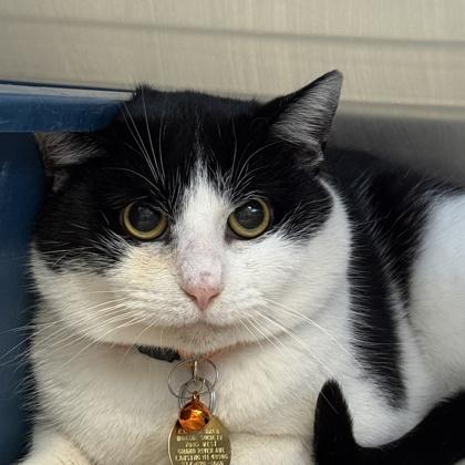 Claude, ADOPTABLE, Adult Male Domestic Short Hair.