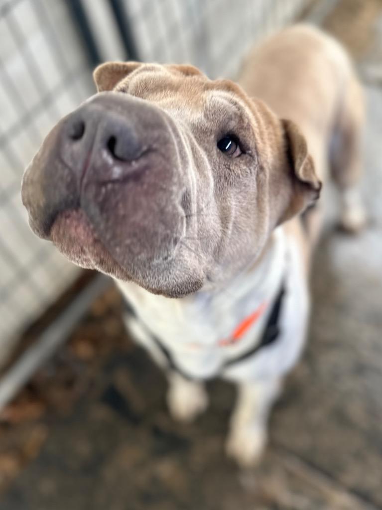 Enlarge Simon, a Adopted mixed breed in Peru, NY image 1/1