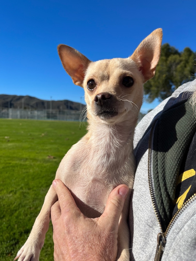 Cookie , adoptable, Young Female Chihuahua.