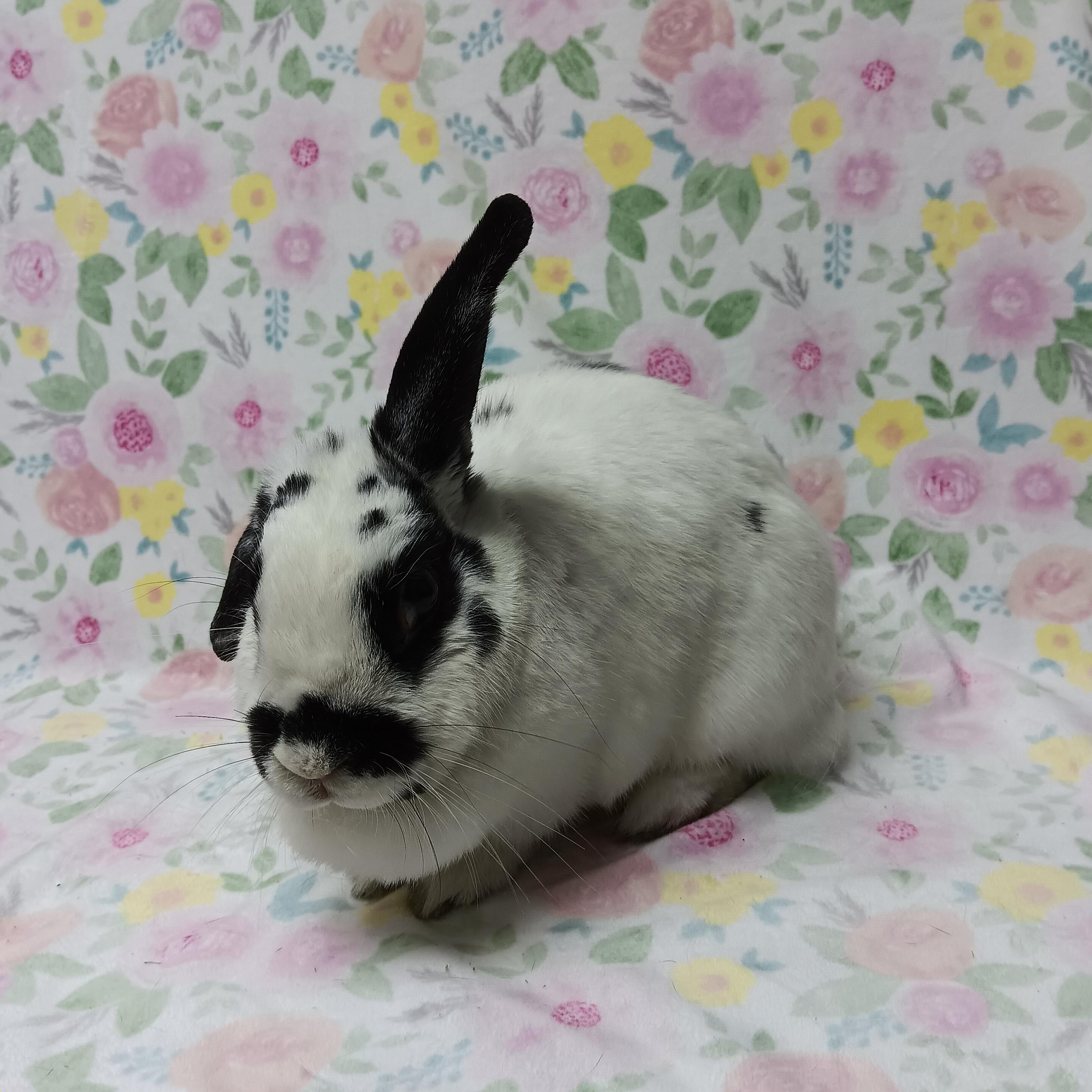 Enlarge Oreo, an adoptable Bunny Rabbit in Harrisburg, PA image 2/2