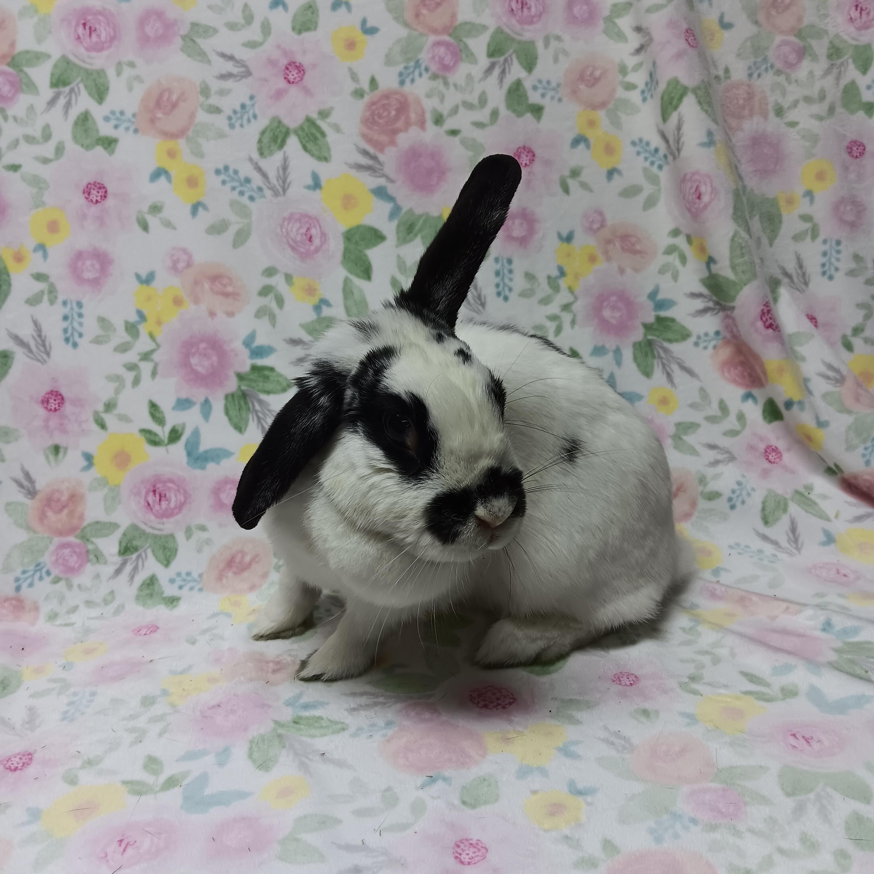 Oreo, adoptable, Adult Female Bunny Rabbit.