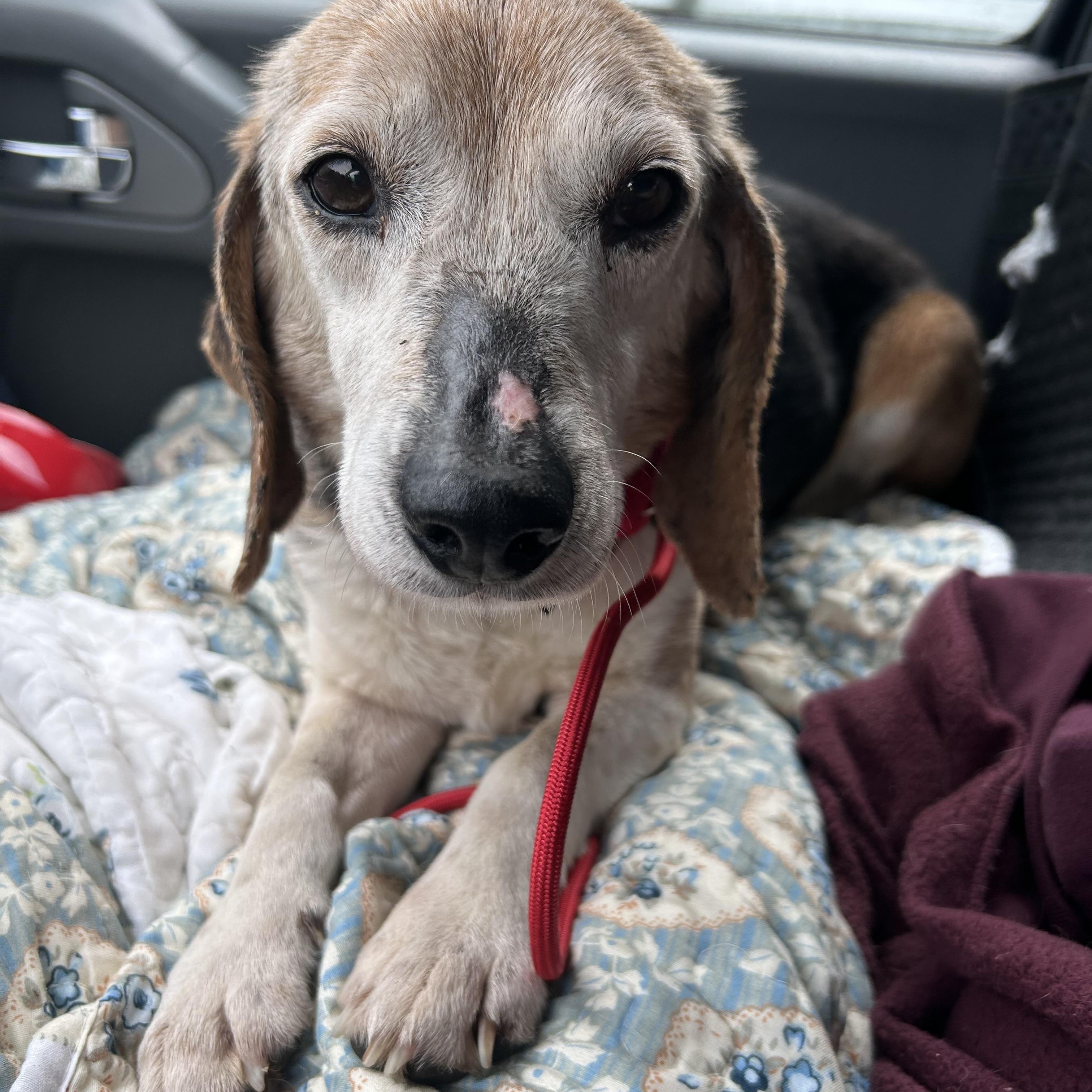 Enlarge Cody, a ADOPTABLE Beagle in Stafford, VA image 2/3