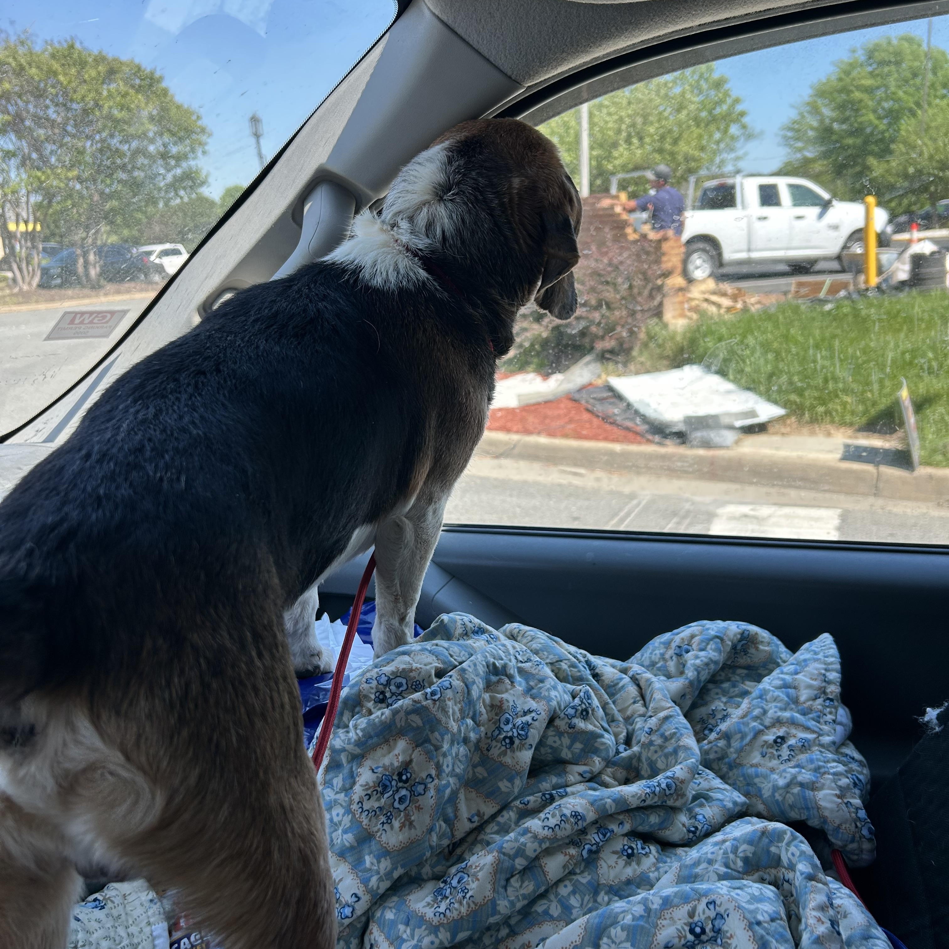 Enlarge Cody, a ADOPTABLE Beagle in Stafford, VA image 3/3