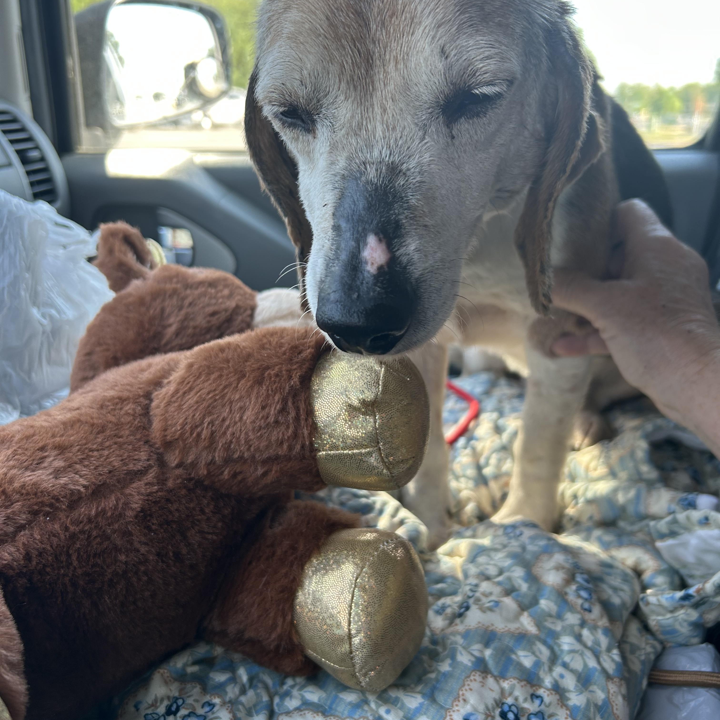Enlarge Cody, a ADOPTABLE Beagle in Stafford, VA image 1/3