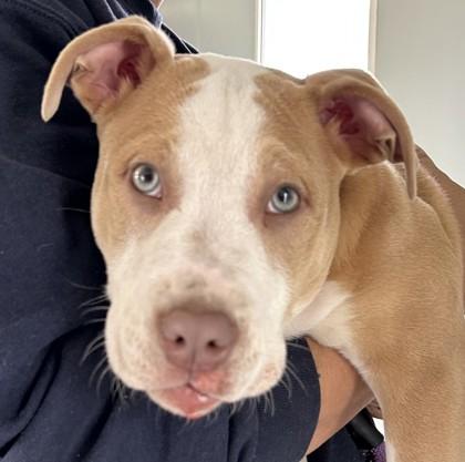 Chicken Strip, a Adoptable mixed breed in West Memphis, AR image 1/3