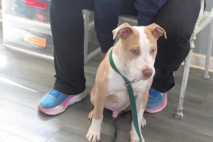 Chicken Strip, a Adoptable mixed breed in West Memphis, AR image 2/3