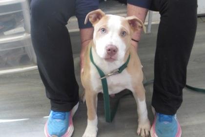 Chicken Strip, a Adoptable mixed breed in West Memphis, AR image 3/3