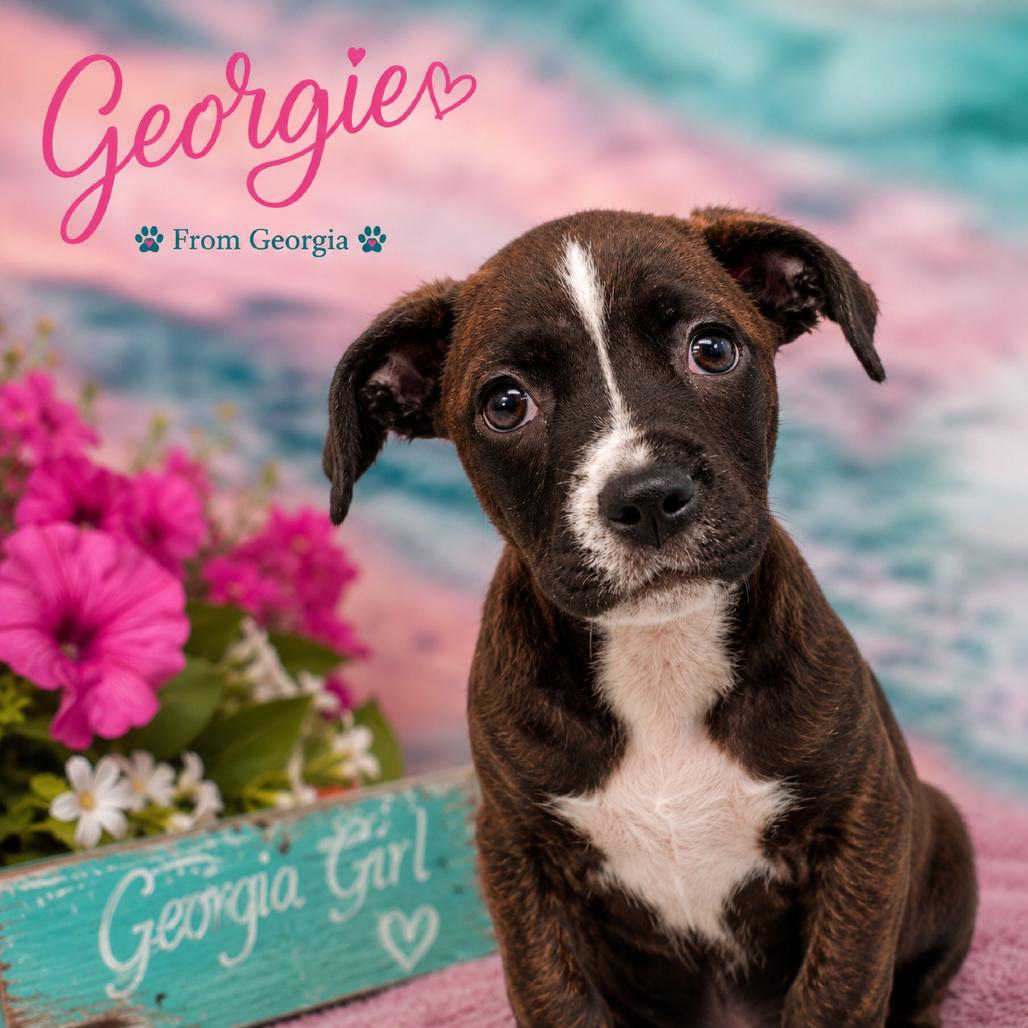 Enlarge Georgie, a Adoptable mixed breed in Griswold, CT image 1/4