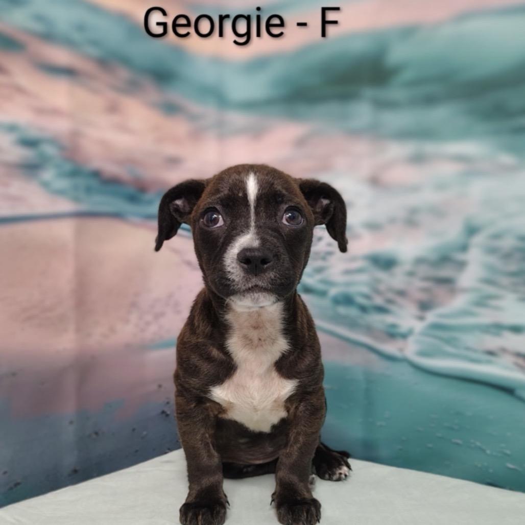Enlarge Georgie, a Adoptable mixed breed in Griswold, CT image 2/4