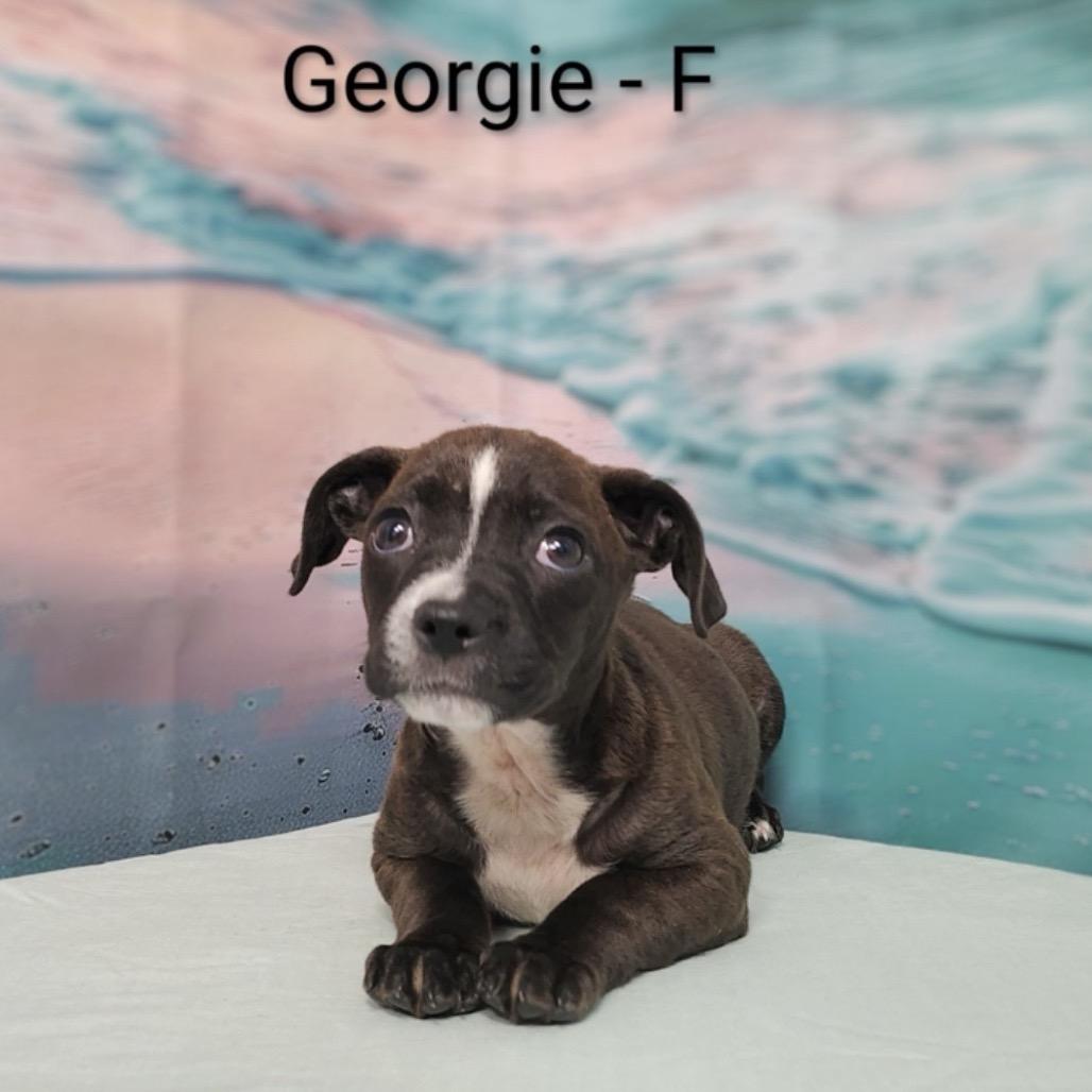 Enlarge Georgie, a Adoptable mixed breed in Griswold, CT image 3/4