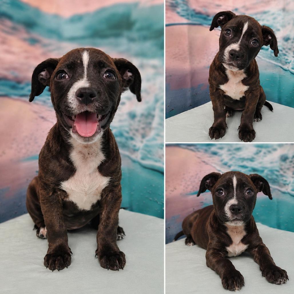 Enlarge Georgie, a Adoptable mixed breed in Griswold, CT image 4/4